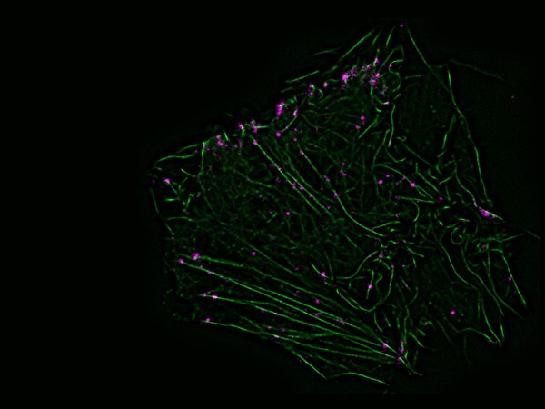 isar-bioscience-chemokine-h isar-bioscience-chemokine-h