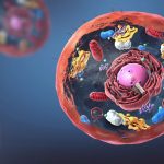 Neue Nano­welt in Zel­len entdeckt