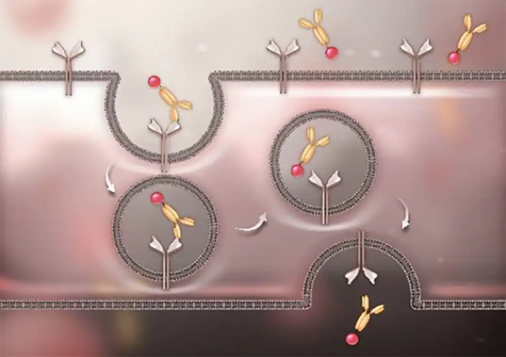 transferrinrezeptor-antikoerper-shuttle antibody shuttle for crossing the blood brain barrier.